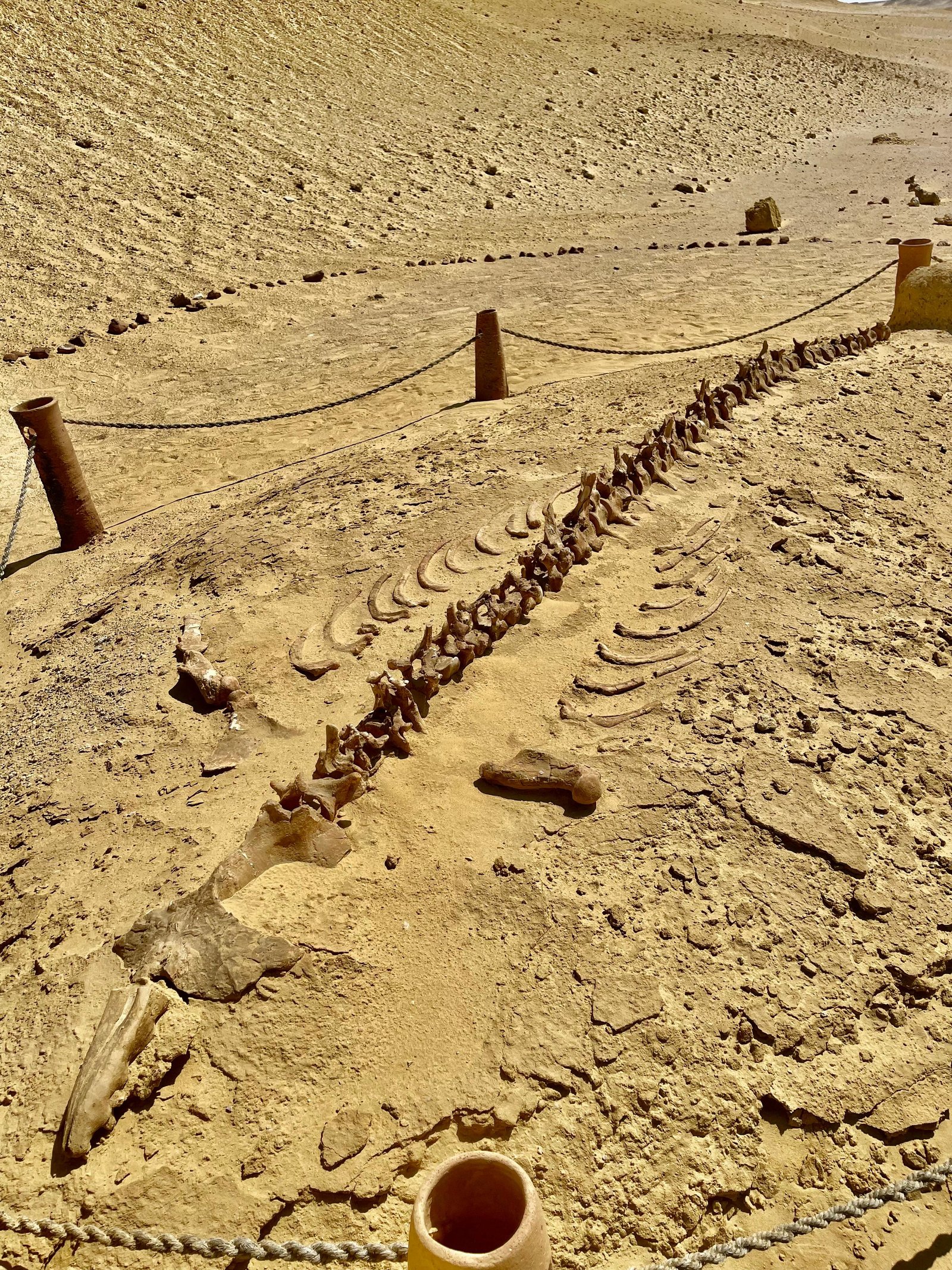 Excursion à l’Oasis de Fayoum