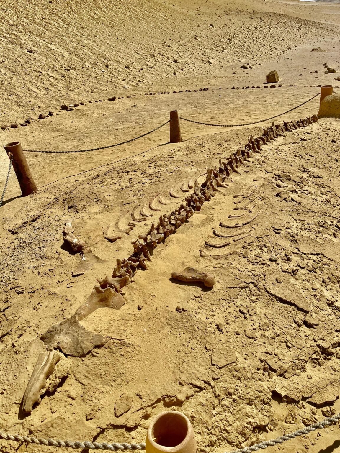 Squelette fossile de baleine dans le désert de Wadi Al-Hitan